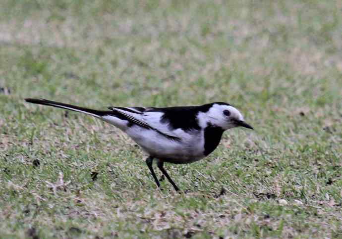 183.又见白鹡鸰--草地秀、菜鸟