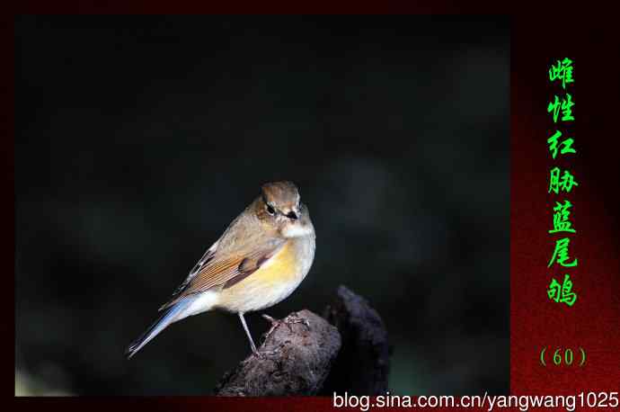 雌性红胁蓝尾鸲（60）