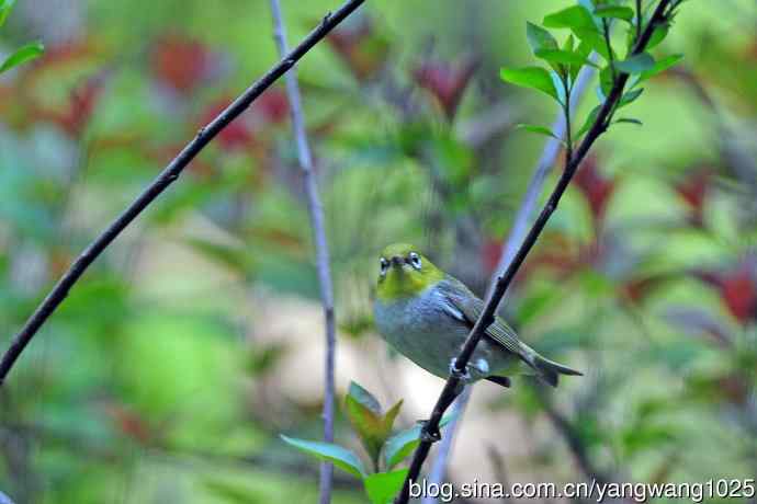 红胁绣眼鸟（12）
