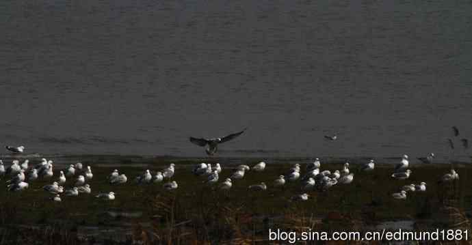 吴淞炮台湾湿地公园3月鸟况