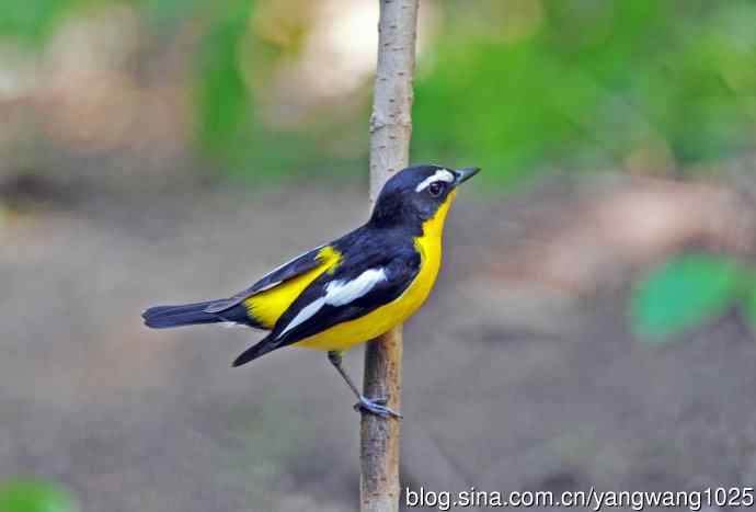 雄性白眉姬鹟（5）