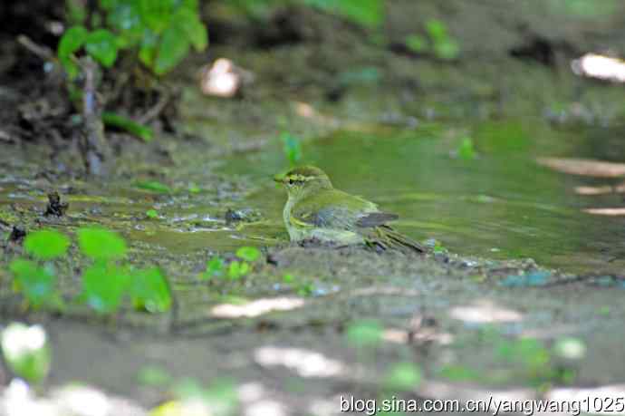 爽（洗浴的黄眉柳莺）1