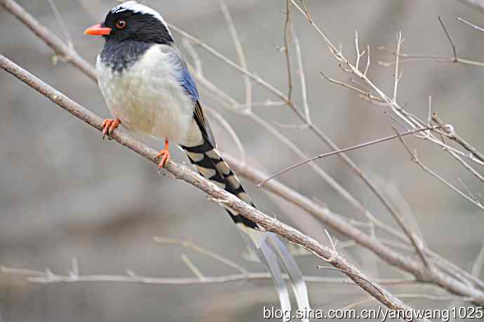 红嘴蓝鹊 红嘴蓝鹊