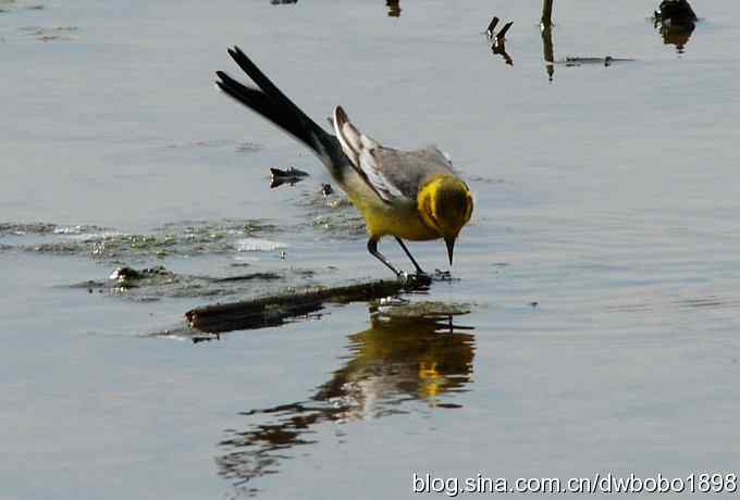 沙河观鸟 沙河观鸟