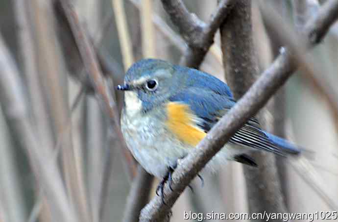 北京植物园的鸟类——红肋蓝尾鸲（雄性）2