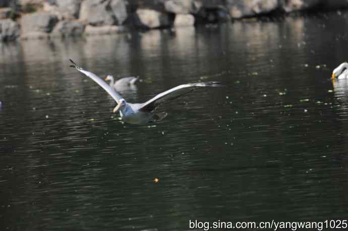 再拍大鹈鹕 wbr6