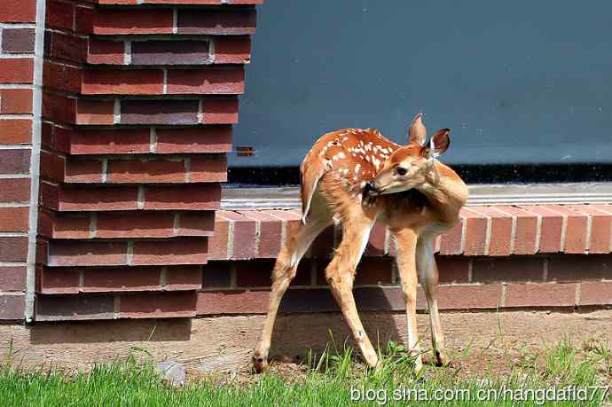 误入校园的小鹿