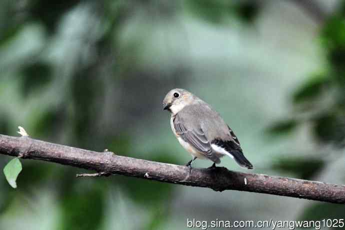 红喉姬鹟（27）