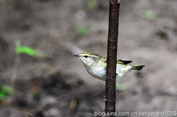 黄眉柳莺（21）