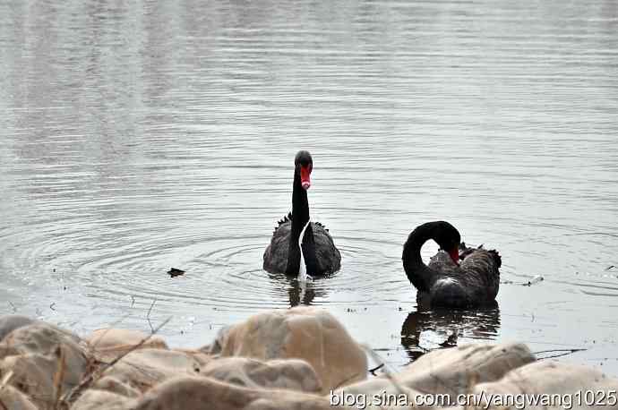 逆光拍摄黑天鹅 wbr2