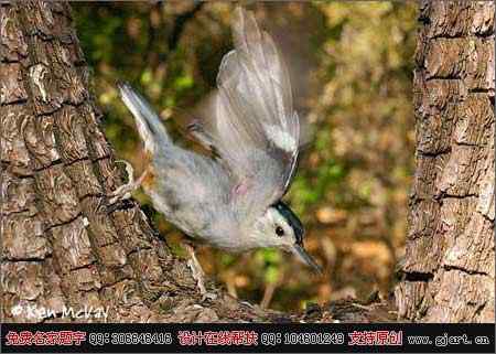德克萨斯州&ldquo;鸟趣&rdquo;摄影