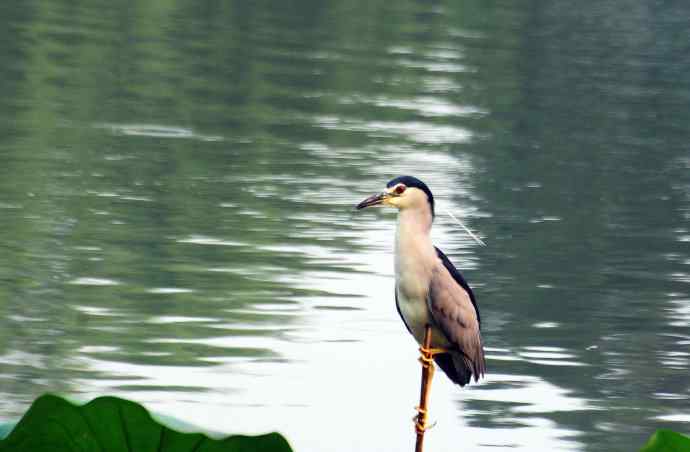 北海公园的夜鹭（呆版）2