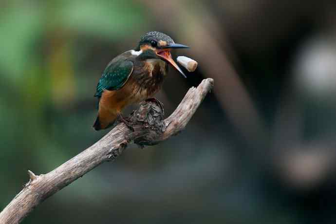 翠二小的渔家功☆