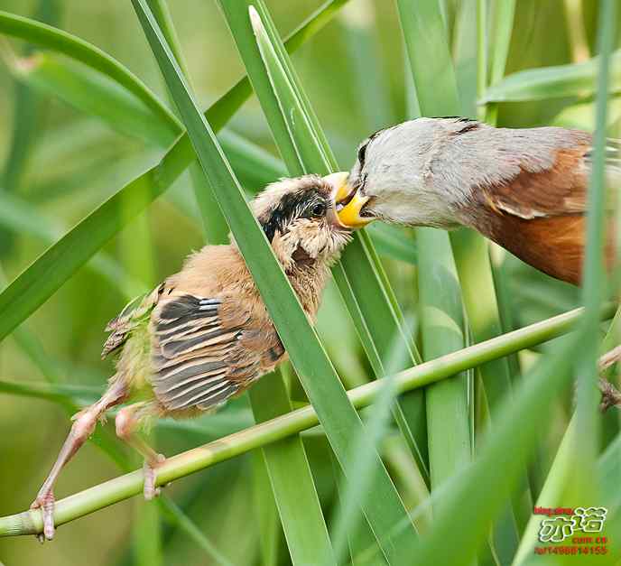 衡水湖&nbsp;wbr路&nbsp;wbr震旦鸦雀