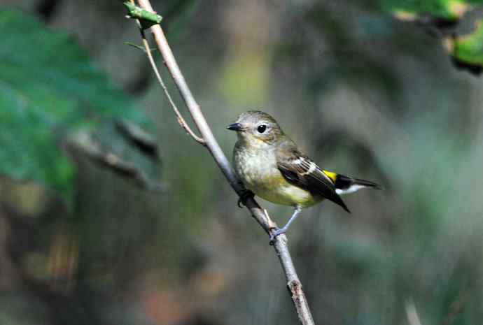 雌性白眉姬鹟（11）