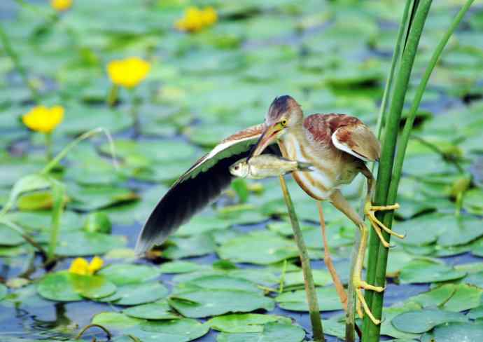 辛勤的收获 辛勤的收获