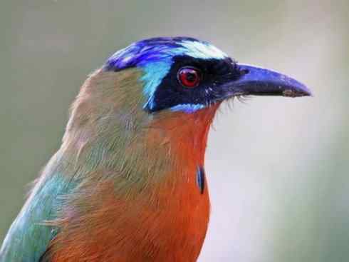 绝色攀禽：佛法僧目之翠鴗