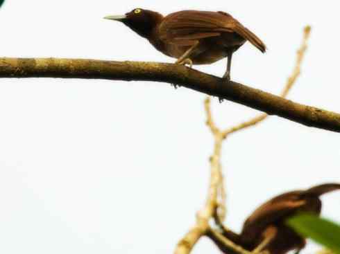 美丽无罪:雀鸟之极乐鸟 美丽无罪:雀鸟之极乐鸟