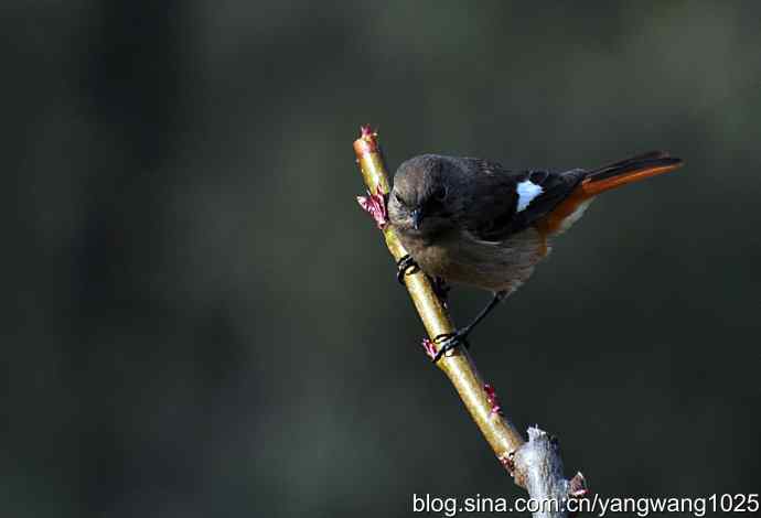 第一场春雨之后 wbr1 第一场春雨之后 wbr1
