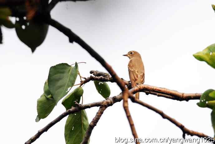 北京天坛公园的鸟类——北灰鹟（1）