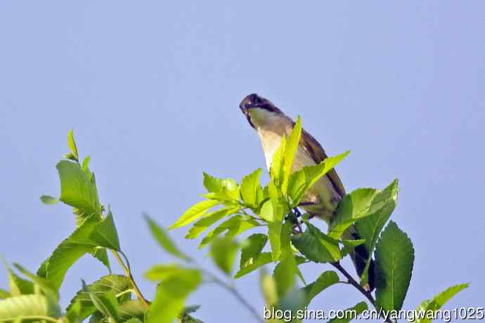 白头鹎(随拍)3 白头鹎(随拍)3