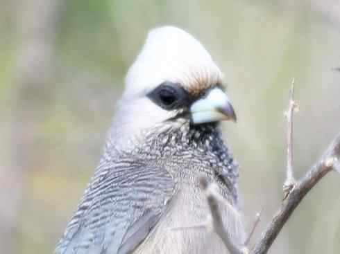 白头鸟系列：另类的美丽6