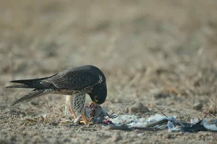 野鸭湖：游隼的早餐