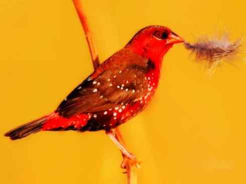 极品红色鸟类：红梅花雀