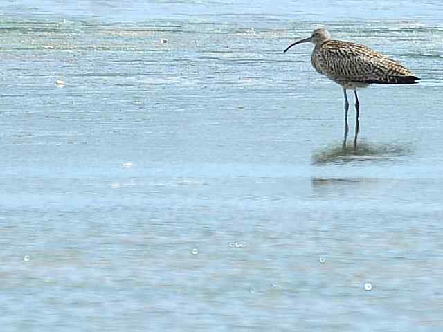 黄金海岸寻鹬 wbr赤土山桥赏鸟