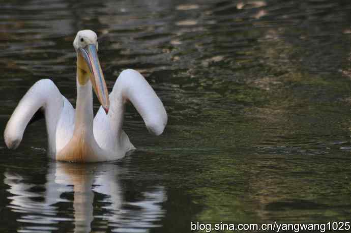 再拍大鹈鹕 wbr6