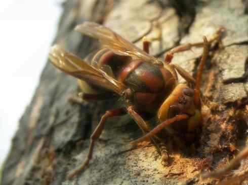 十大喜食蜂蜜动物：胡蜂