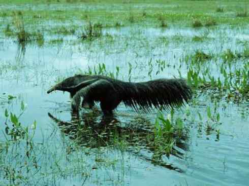 盘点十二大著名食蚁动物:食蚁兽 盘点十二大著名食蚁动物:食蚁兽