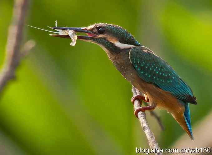 小翠吃虾（组图，16张图片）