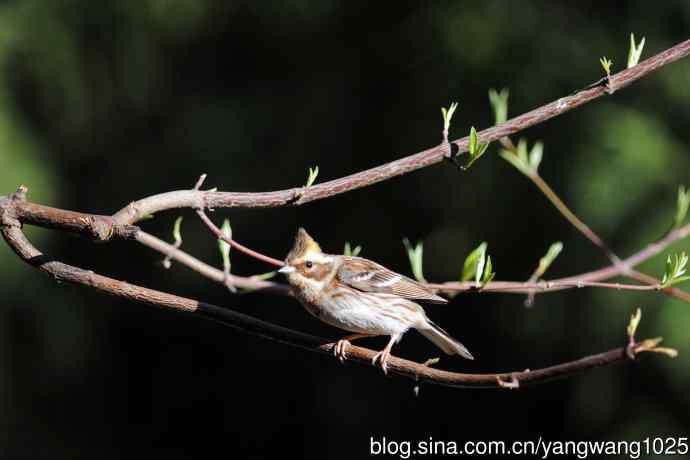 雌性黄喉鹀（15）