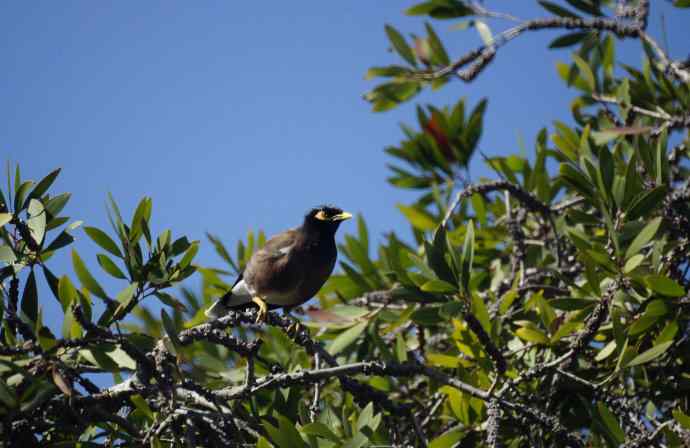澳洲拍鸟——打捆亮相（2）
