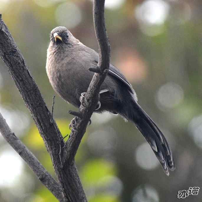 北京西山&nbsp;wbr路&nbsp;wbr北红尾鸲和山噪鹛