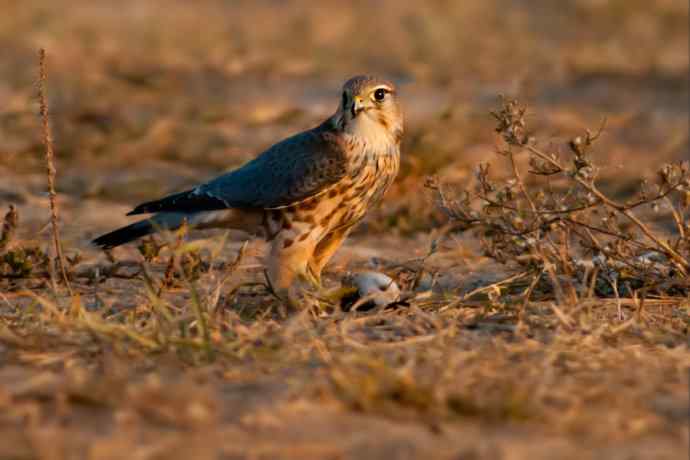 灰背隼：节日野鸭湖的唯一记录
