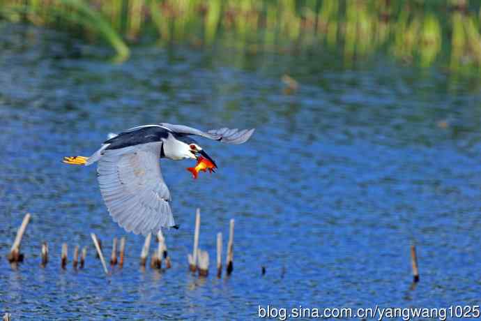 捕鱼的夜鹭（2）