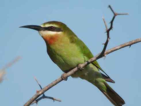 绝色攀禽:佛法僧目之蜂虎 绝色攀禽:佛法僧目之蜂虎