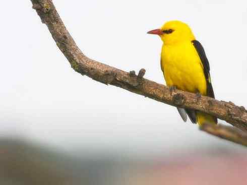 美丽无罪:雀鸟之朱鹂 美丽无罪:雀鸟之朱鹂