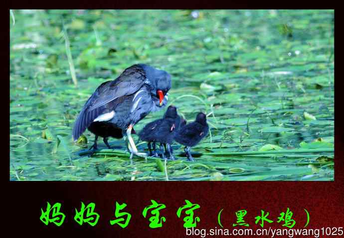 妈妈与宝宝（黑水鸡）