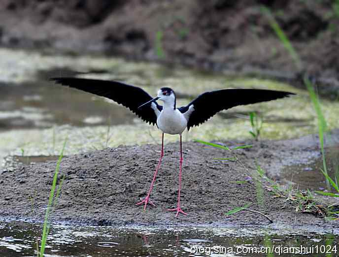 美丽优雅黑翅长脚鹬,就要当爸爸妈妈了