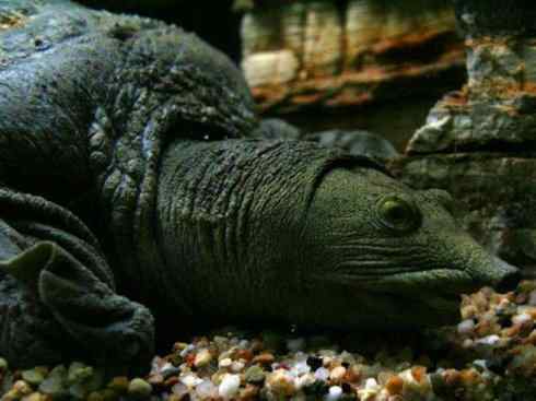 玄武:传说的兽原型探秘(鳖) 玄武:传说的兽原型探秘(鳖)