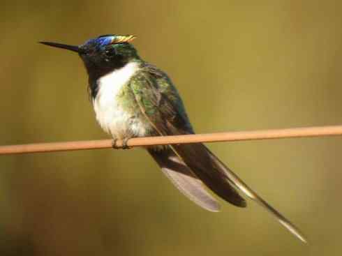 鸟类之最:角蜂鸟 鸟类之最:角蜂鸟