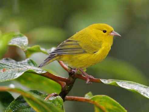 极品红色鸟类：镰嘴管舌鸟