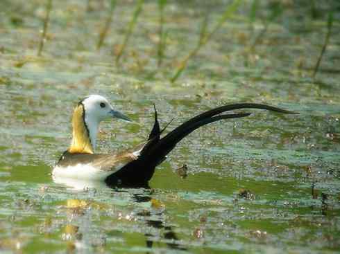 白头鸟系列：另类的美丽7（鸻鹬）