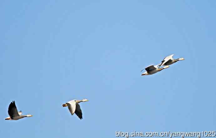 斑头雁（习作）