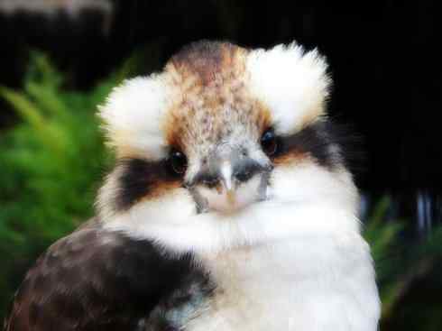 天生猎手：非猛禽类猎手之二（雀鸟也是屠夫——伯劳）