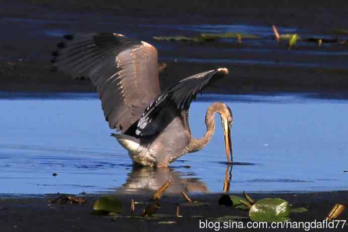 大蓝鹭（7）