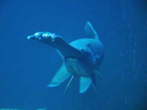 鱼类活化石：匙吻鲟科